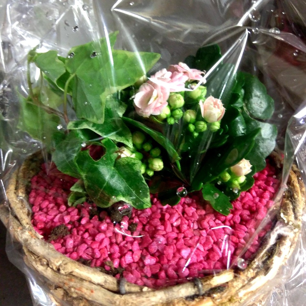 Bepflanzte Schale, rosa – Hotz Gärtnerei